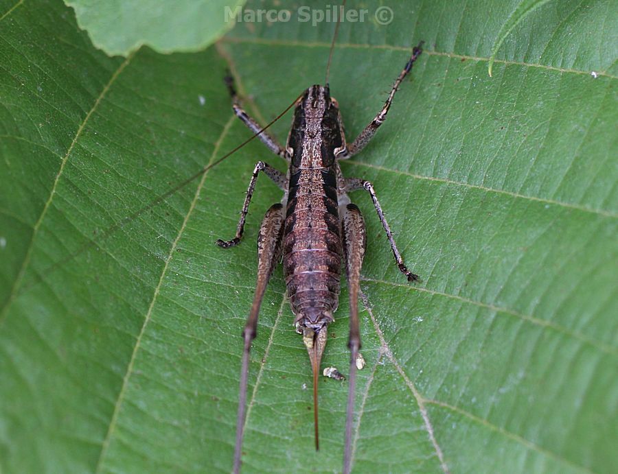 Ortottero da identificare